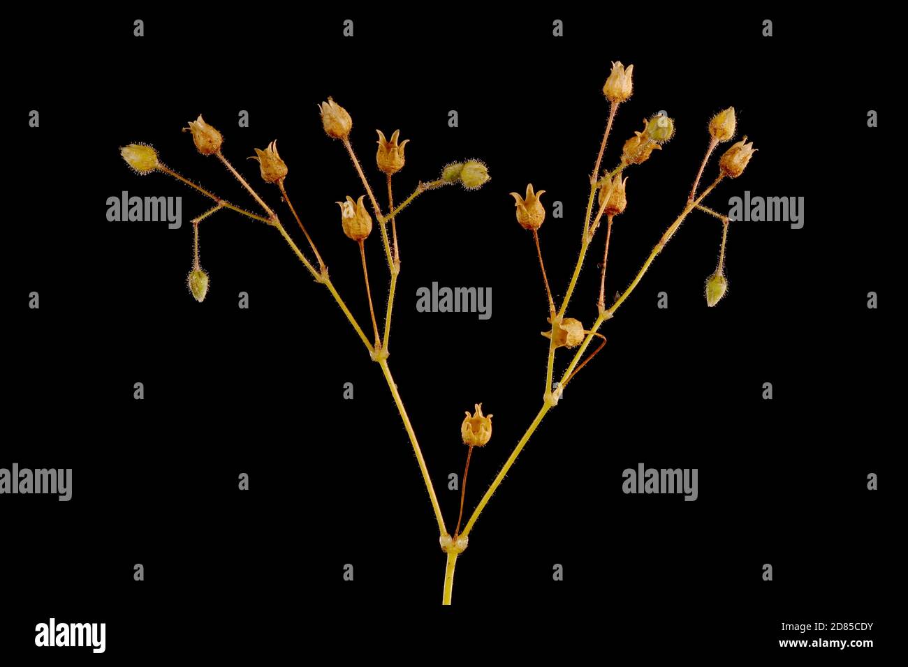 Corn Spurrey (Spergula arvensis). Infructescence Closeup Stock Photo