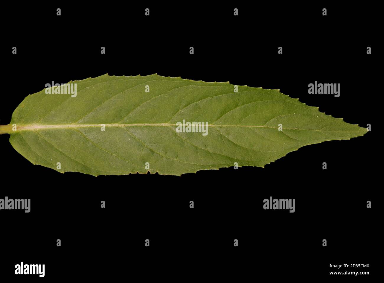 Marsh Willowherb (Epilobium palustre). Leaf Closeup Stock Photo