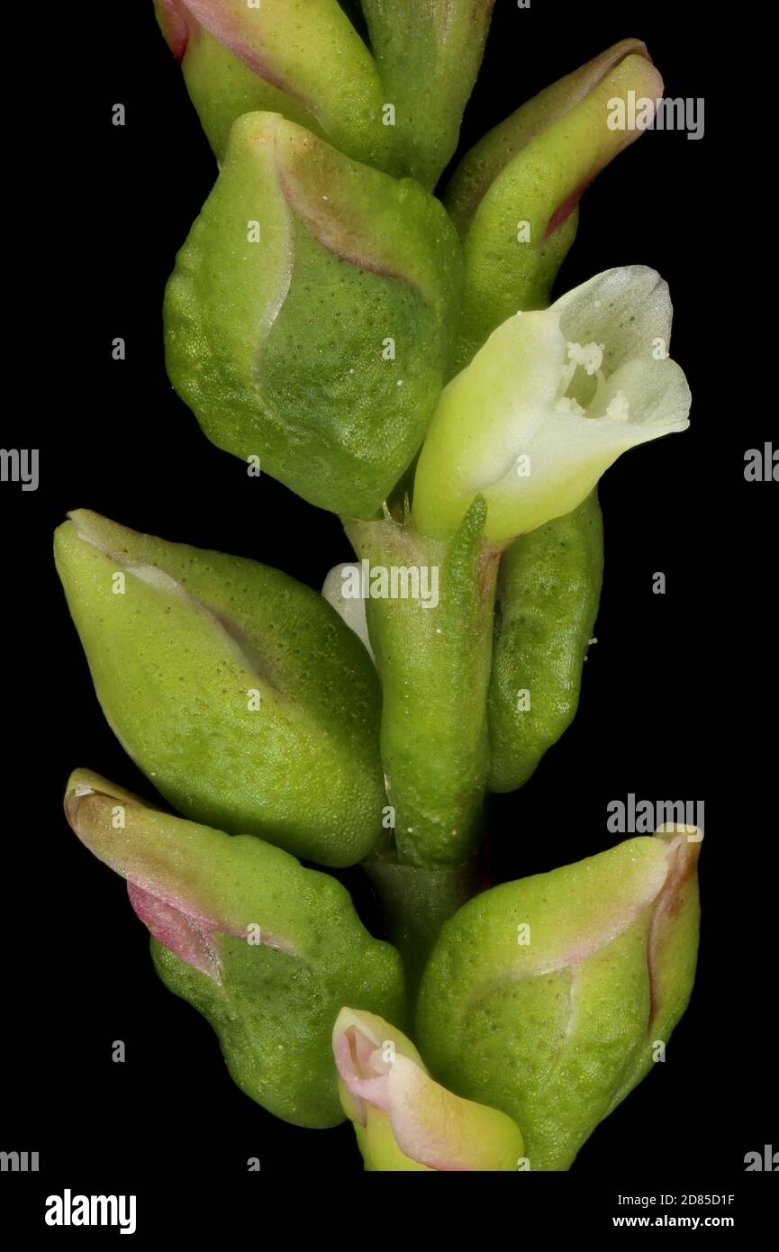 Water Pepper (Persicaria hydropiper). Inflorescence Detail Closeup Stock Photo