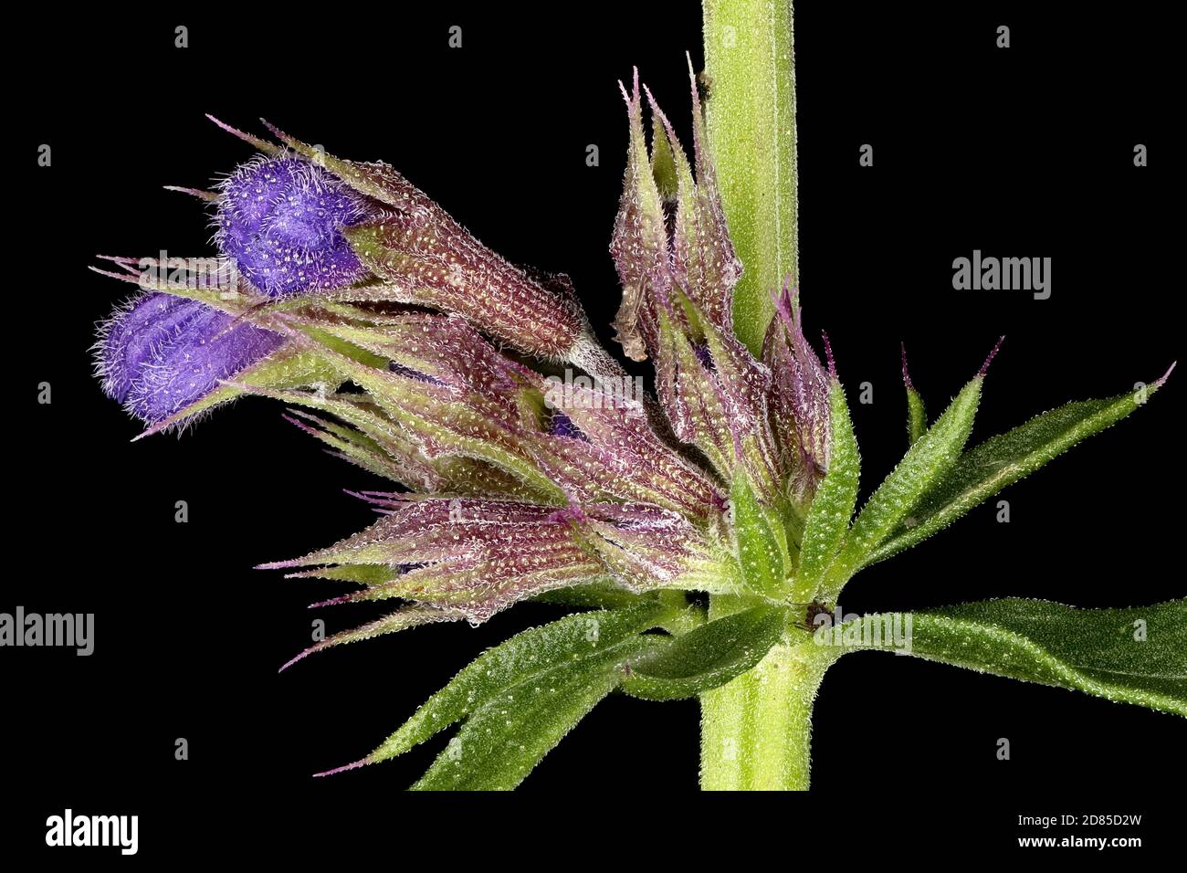 Hyssop (Hyssopus officinalis). Young Inflorescence Detail Closeup Stock Photo