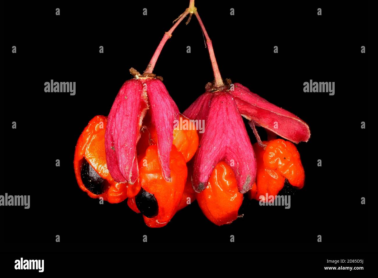 Warted Spindle (Euonymus verrucosus). Mature Fruit Closeup Stock Photo