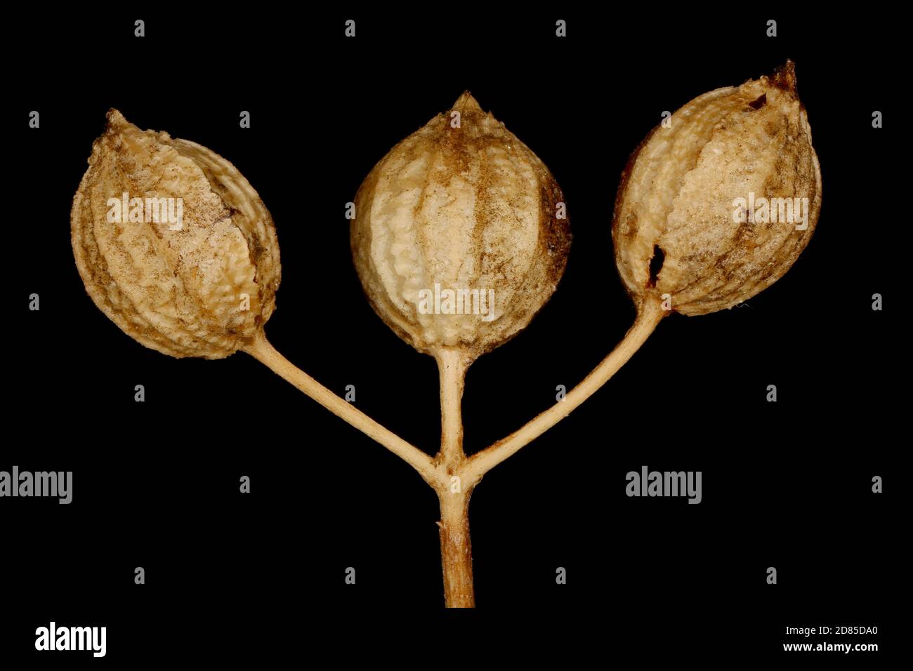 Coriander (Coriandrum sativum). Mature Fruit Closeup Stock Photo Alamy