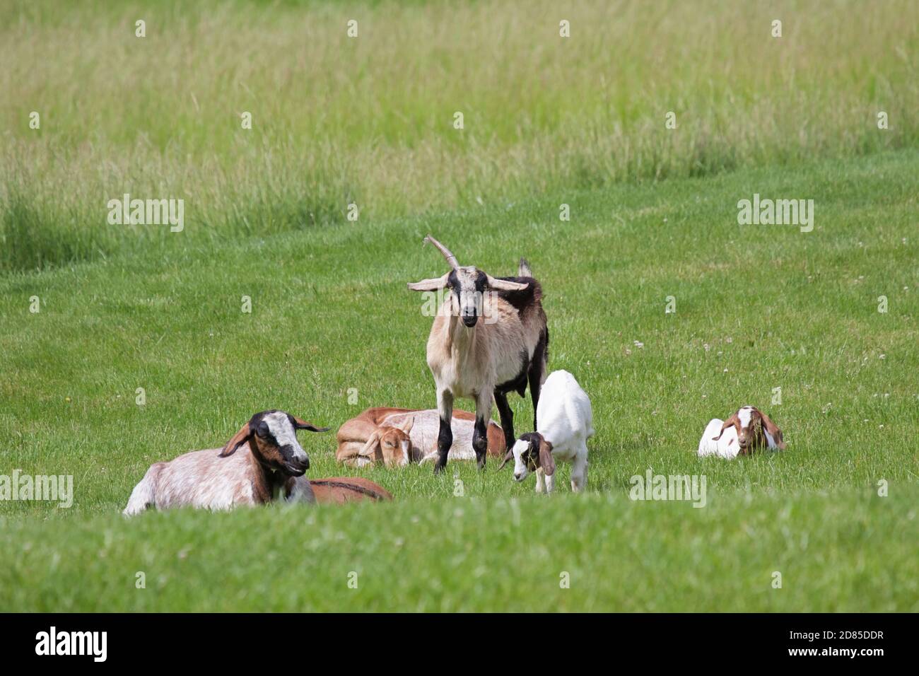 A herd of goats grazes in a green field Stock Photo