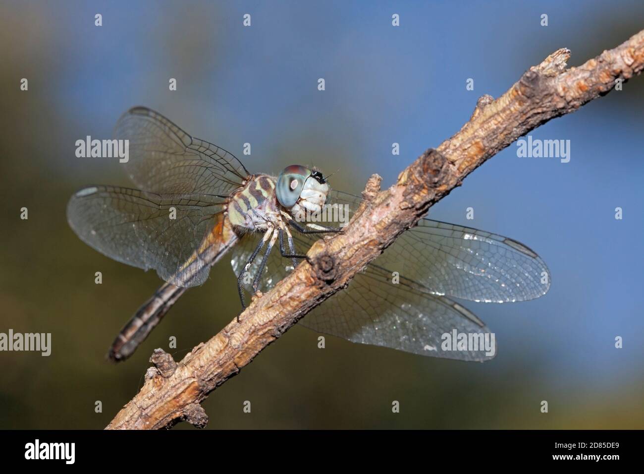 A vibrant blue abdomen, metallic green eyes and brown tinted wings define a  blue dasher dragonfly. It rests on a branch in the open blue sky. Stock Photo