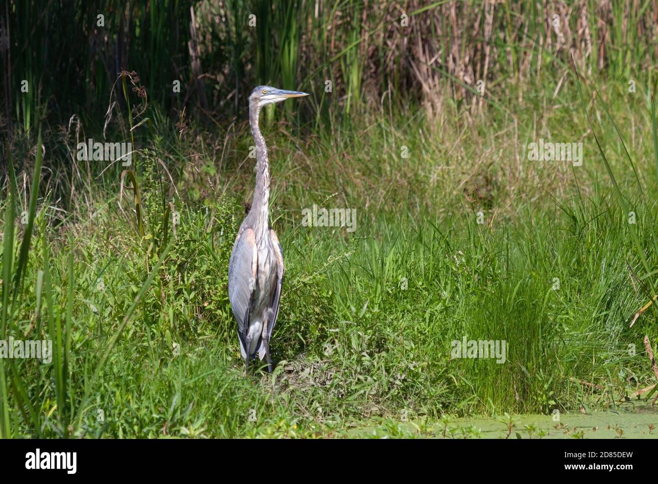 In the mist of the green wetland grasses , a great blue heron stands at attention. Stock Photo