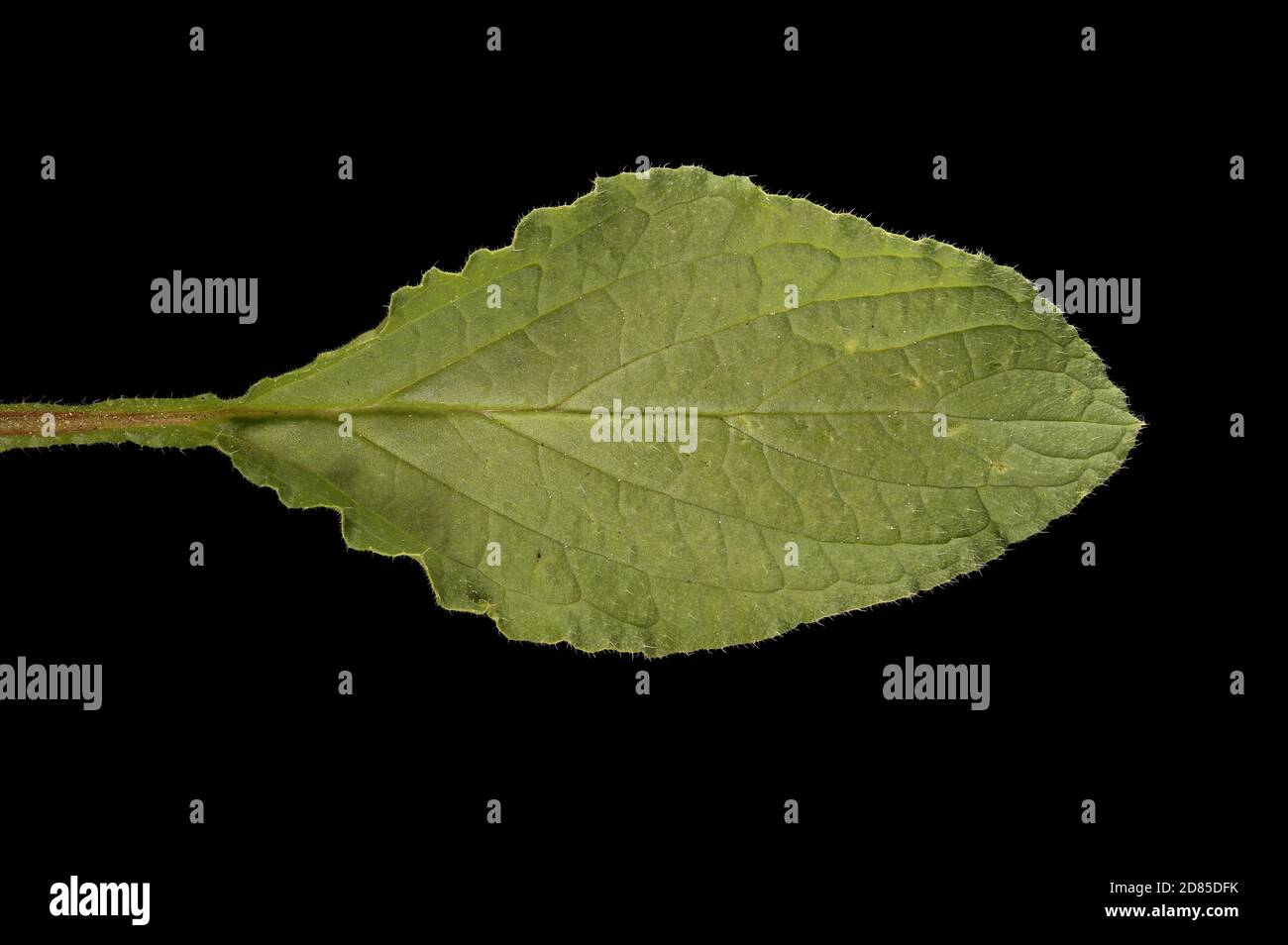Borage (Borago officinalis). Leaf Closeup Stock Photo