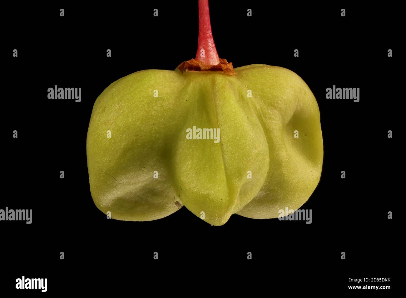 Warted Spindle (Euonymus verrucosus). Immature Fruit Closeup Stock Photo