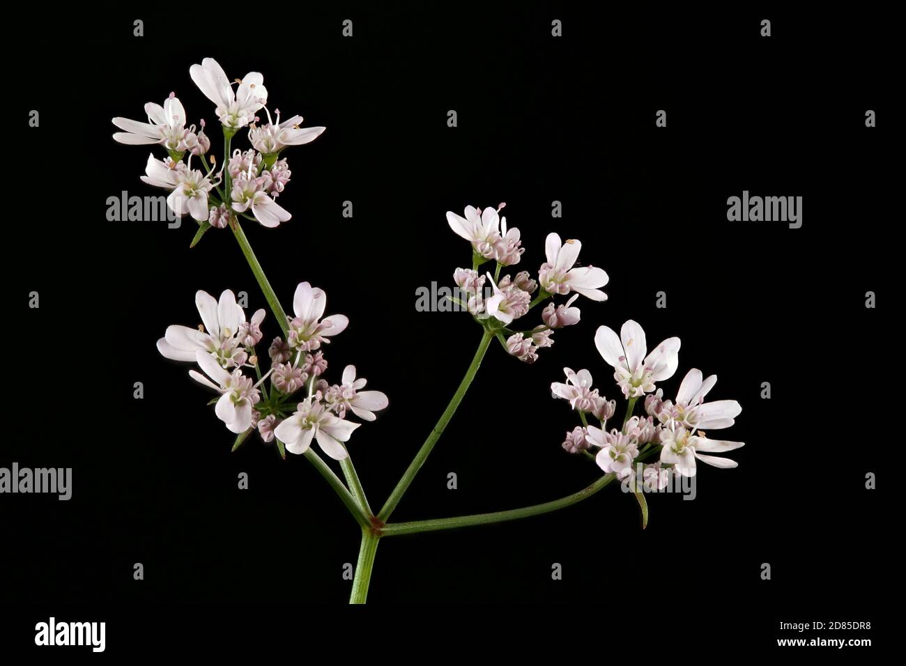 Coriander (Coriandrum sativum). Umbel Closeup Stock Photo Alamy
