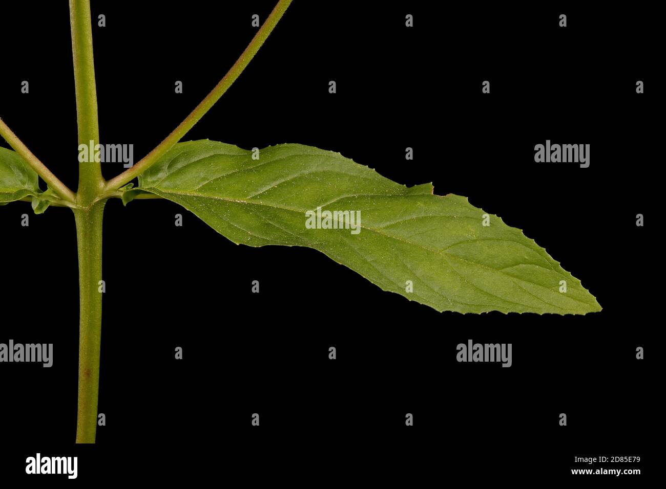 Marsh Willowherb (Epilobium palustre). Leaf and Stem Section Closeup Stock Photo