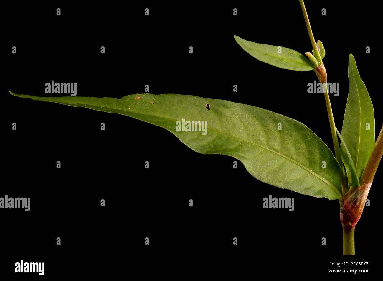 Water Pepper (Persicaria hydropiper). Steam and Leaves Closeup Stock Photo
