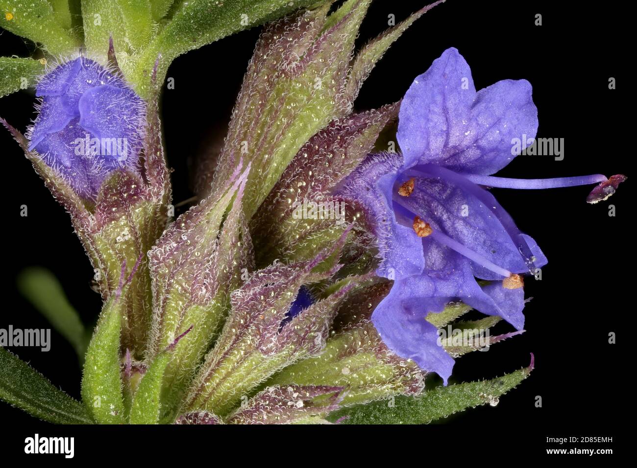 Hyssop (Hyssopus officinalis). Inflorescence Detail Closeup Stock Photo
