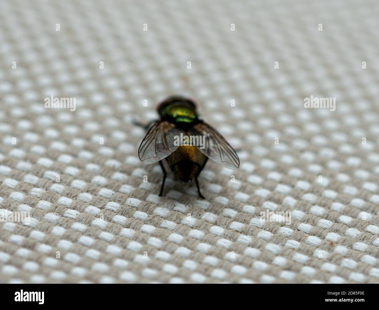 Close up of common house fly. Macrophotography. High quality photo Stock Photo