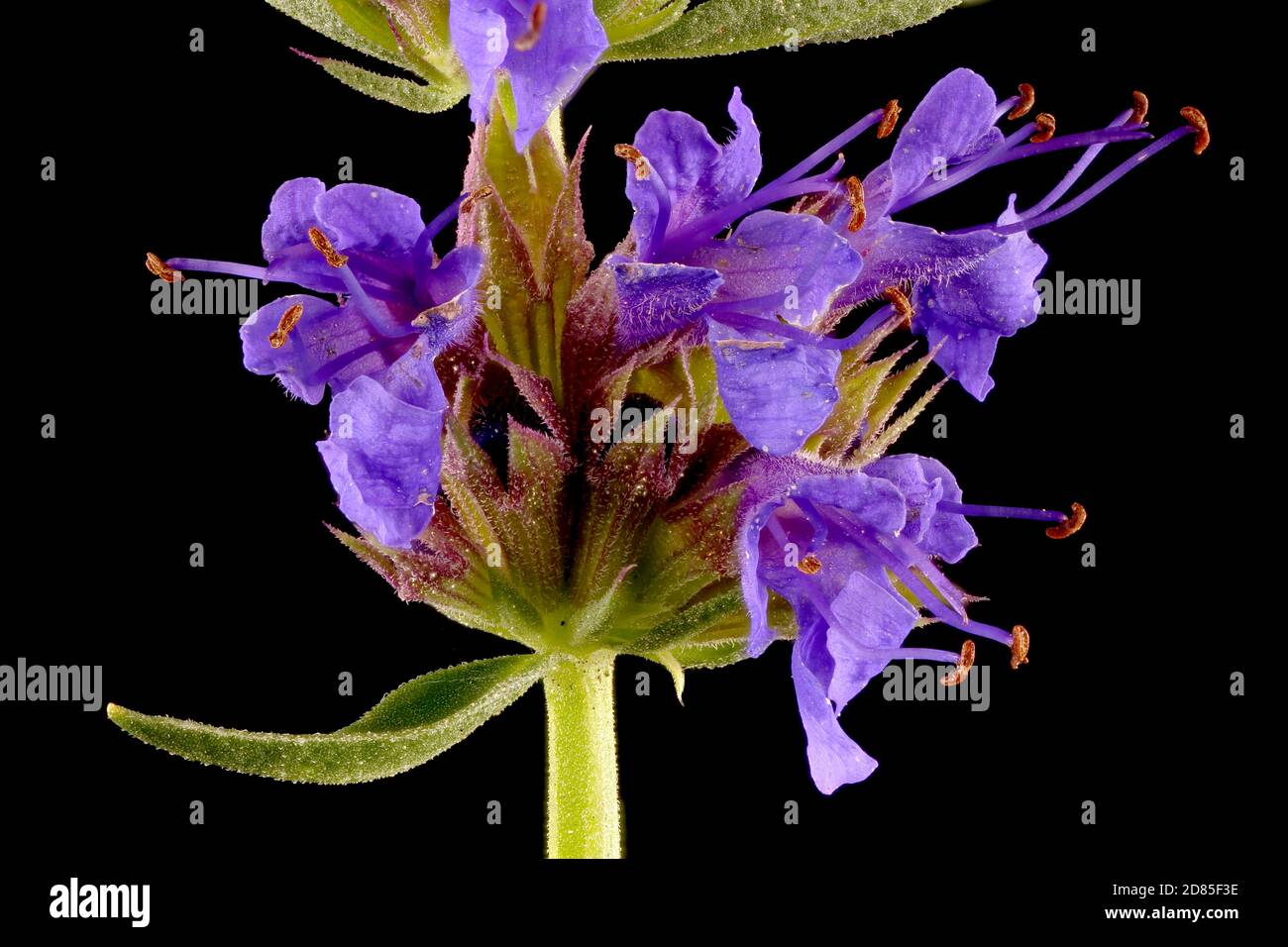 Hyssop (Hyssopus officinalis). Inflorescence Detail Closeup Stock Photo