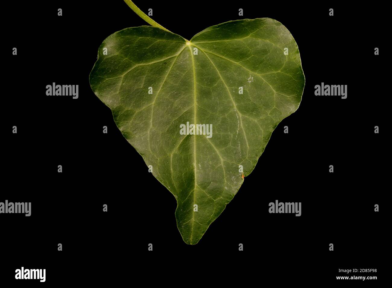 Common Ivy (Hedera helix). Leaf Closeup Stock Photo