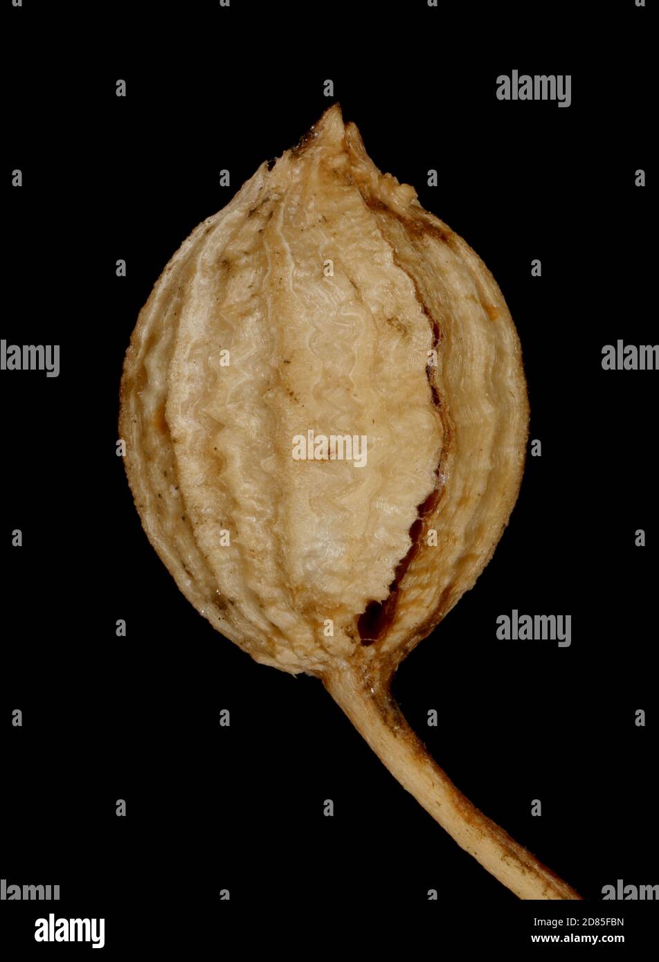 Coriander (Coriandrum sativum). Mature Fruit Closeup Stock Photo Alamy