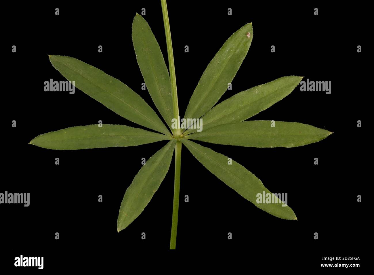 Intermediate Bedstraw (Galium intermedium). Leaf Closeup Stock Photo