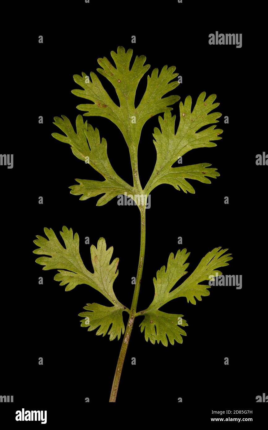 Coriander (Coriandrum sativum). Leaf Closeup Stock Photo