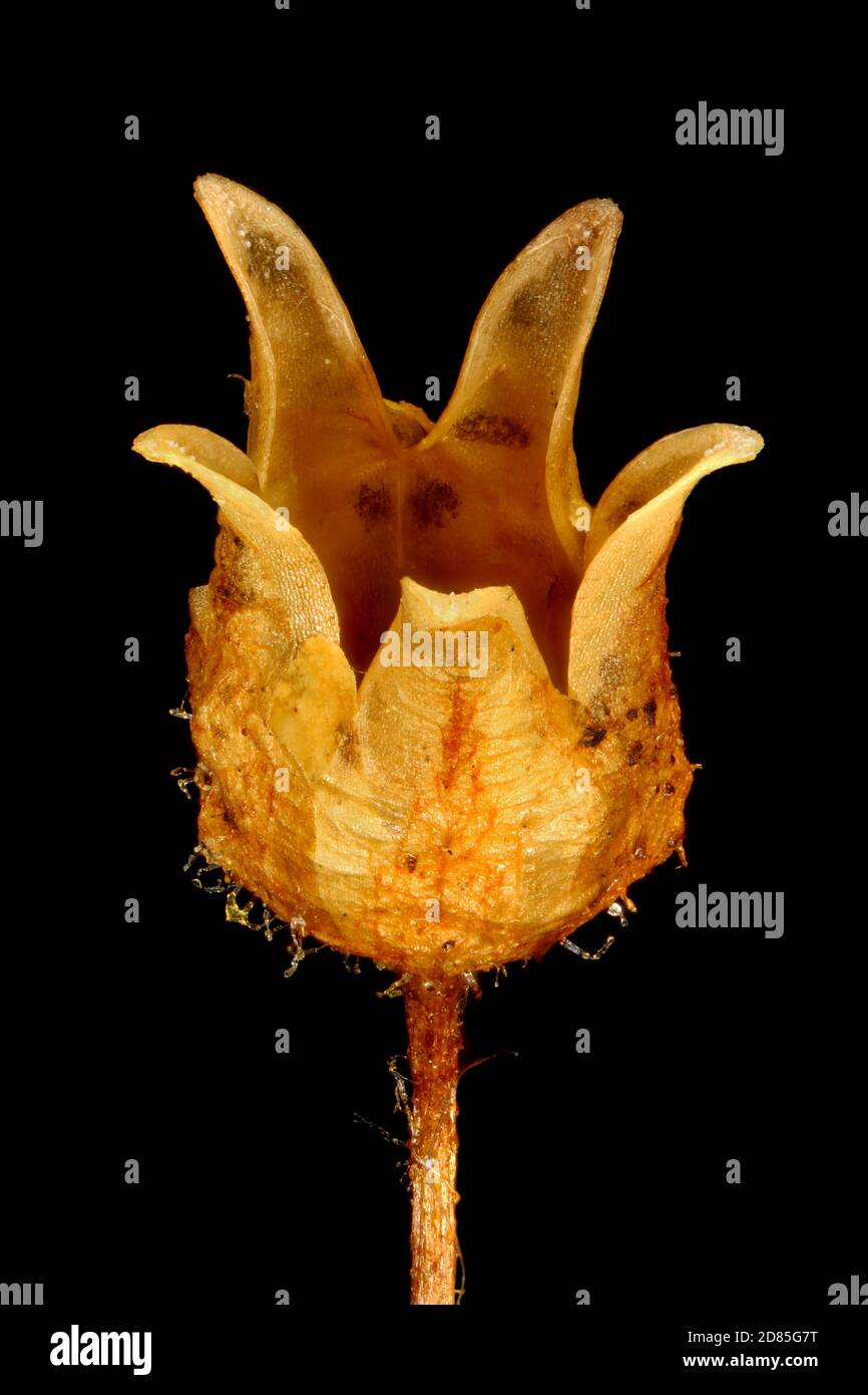 Corn Spurrey (Spergula arvensis). Mature Fruit Closeup Stock Photo