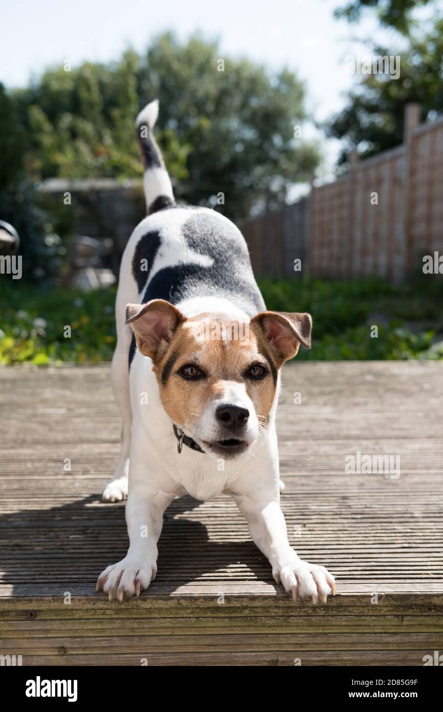 Dog ( Jack Russel Terrier ) excited and eager to play fetch whilst in the backyard garden. Bideford, Devon, England Stock Photo