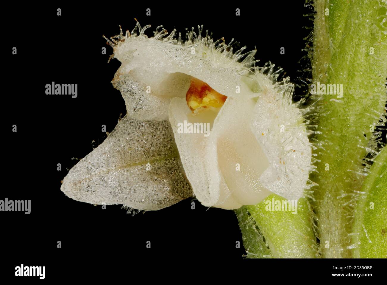 Creeping Lady's-Tresses (Goodyera repens). Flower Closeup Stock Photo