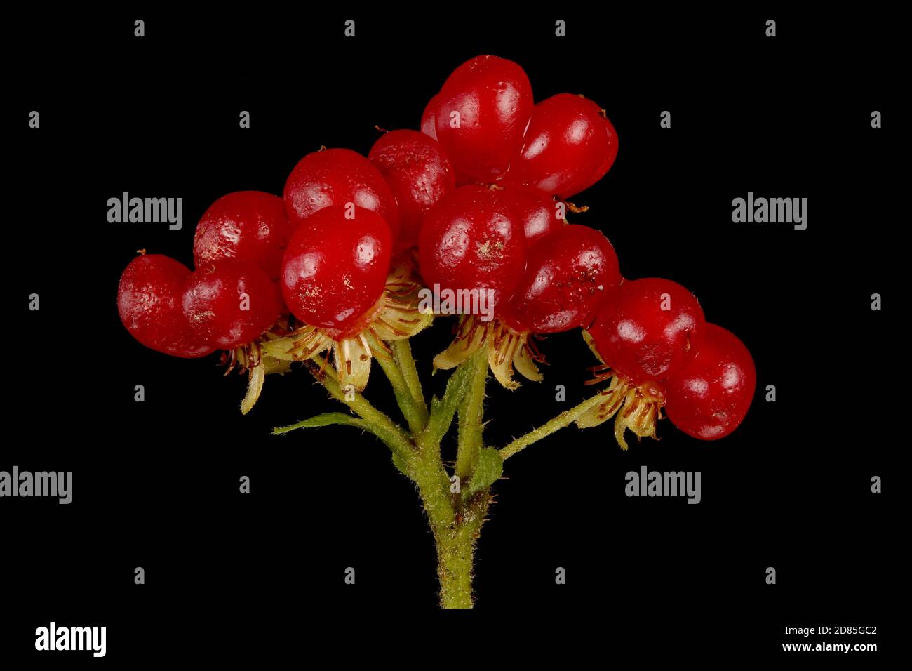 Stone Bramble (Rubus saxatilis). Infructescence Closeup Stock Photo