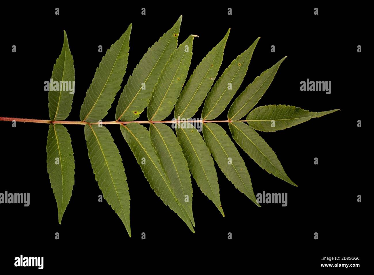 Staghorn Sumac (Rhus typhina). Leaf Closeup Stock Photo