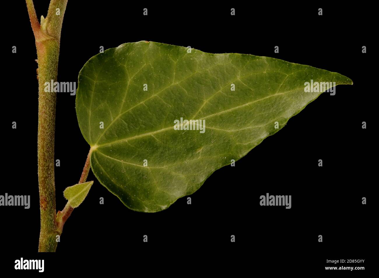 Common Ivy (Hedera helix). Leaf Closeup Stock Photo