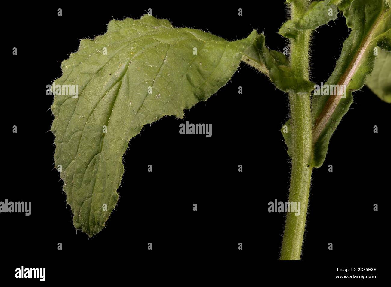 Borage (Borago officinalis). Leaf and Stem Closeup Stock Photo