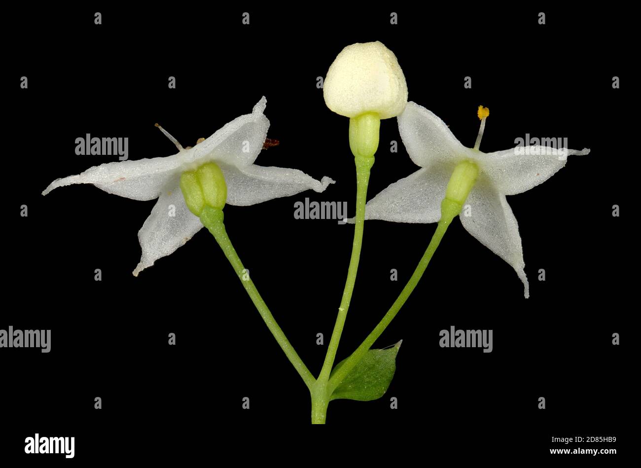 Intermediate Bedstraw (Galium intermedium). Flowers Closeup Stock Photo