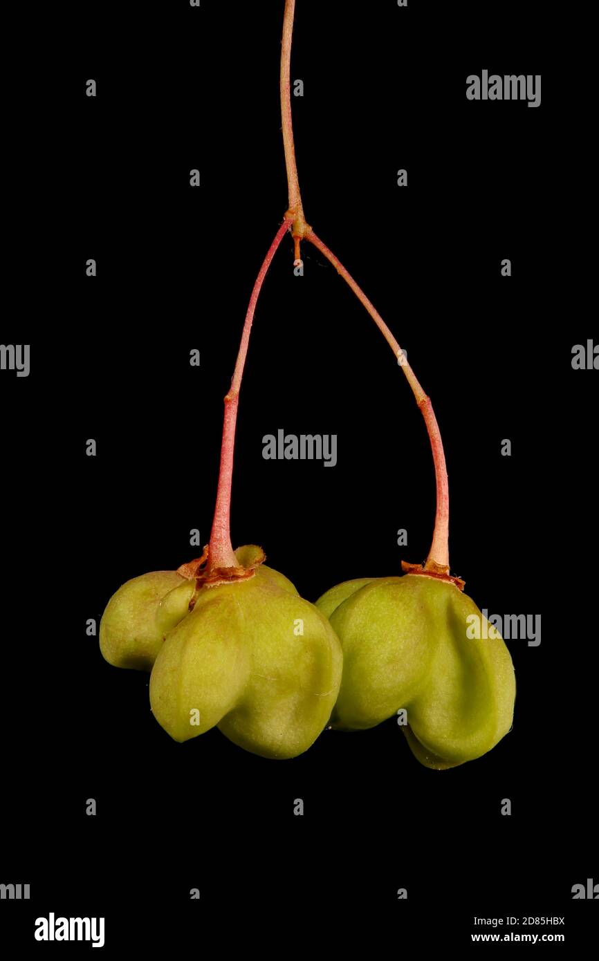 Warted Spindle (Euonymus verrucosus). Immature Fruit Closeup Stock Photo