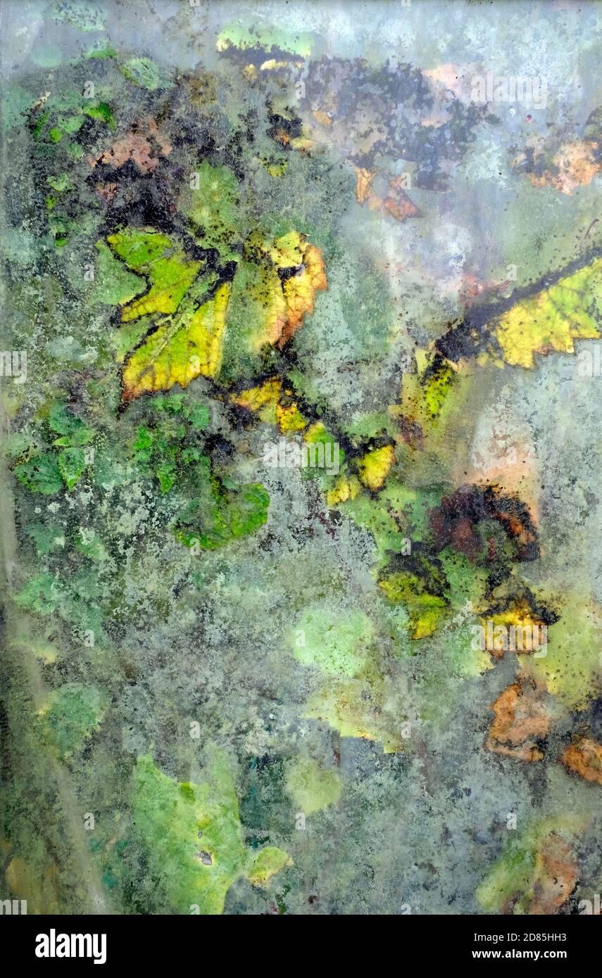 vine leaves through dirty greenhouse glass window, norfolk, england