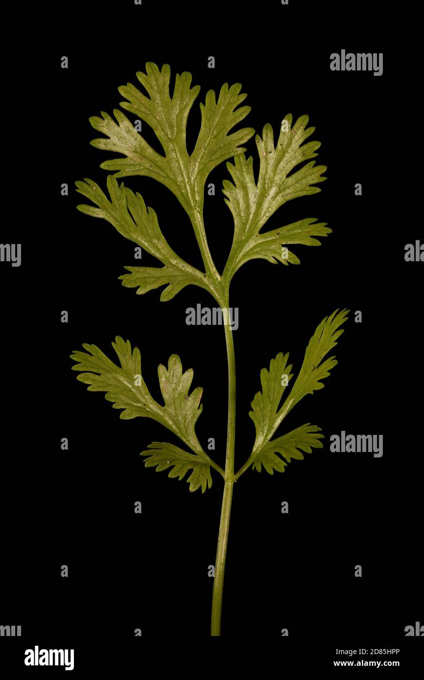 Coriander (Coriandrum sativum). Leaf Closeup Stock Photo Alamy