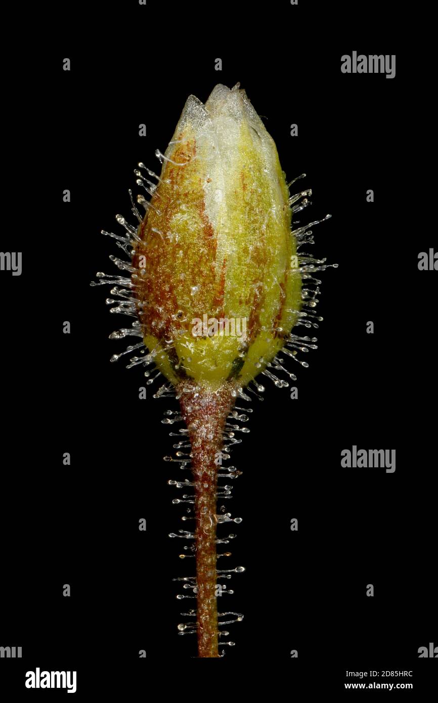 Corn Spurrey (Spergula arvensis). Floral Bud Closeup Stock Photo