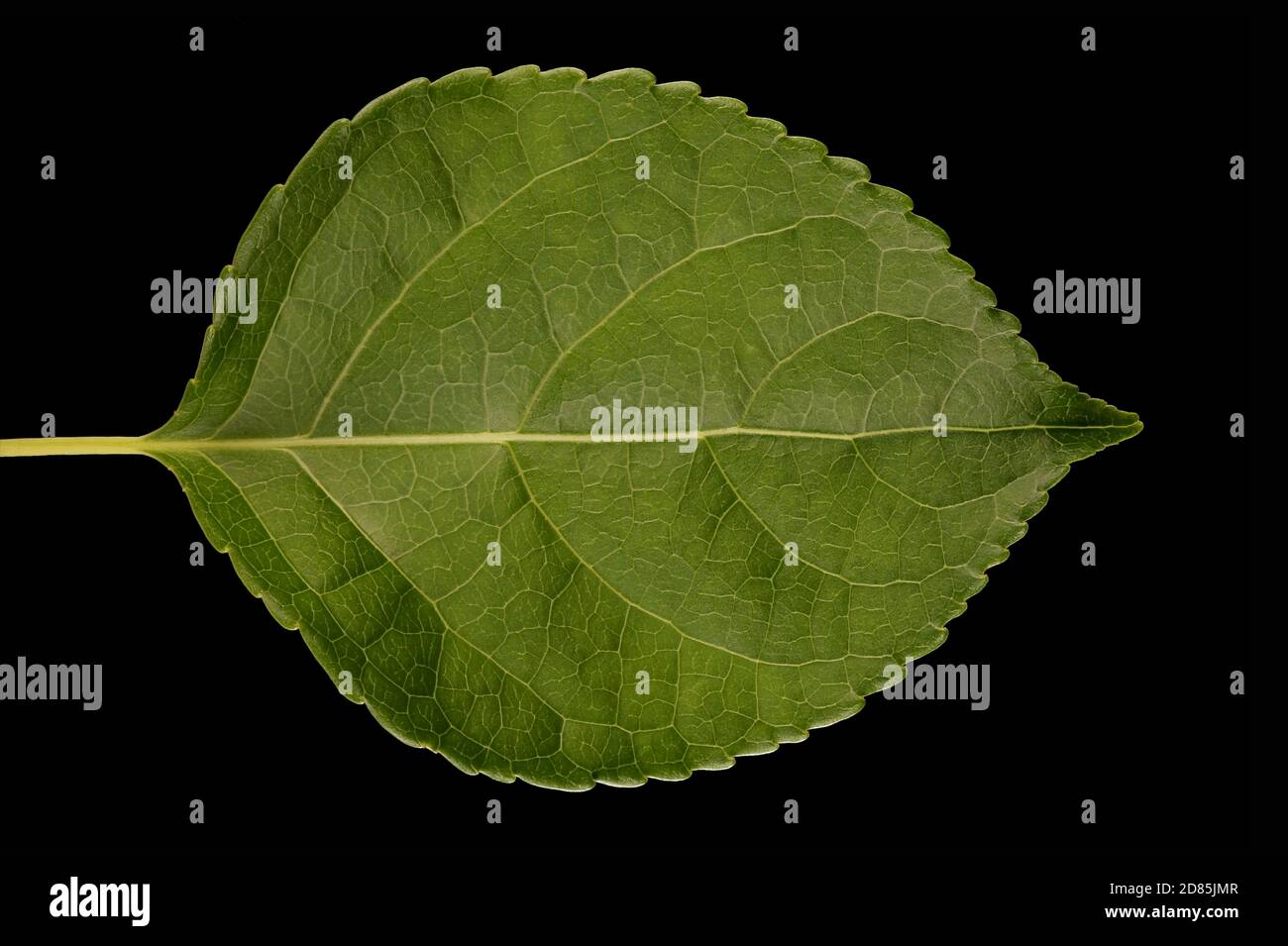 Staff Vine (Celastrus orbiculatus). Leaf Closeup Stock Photo