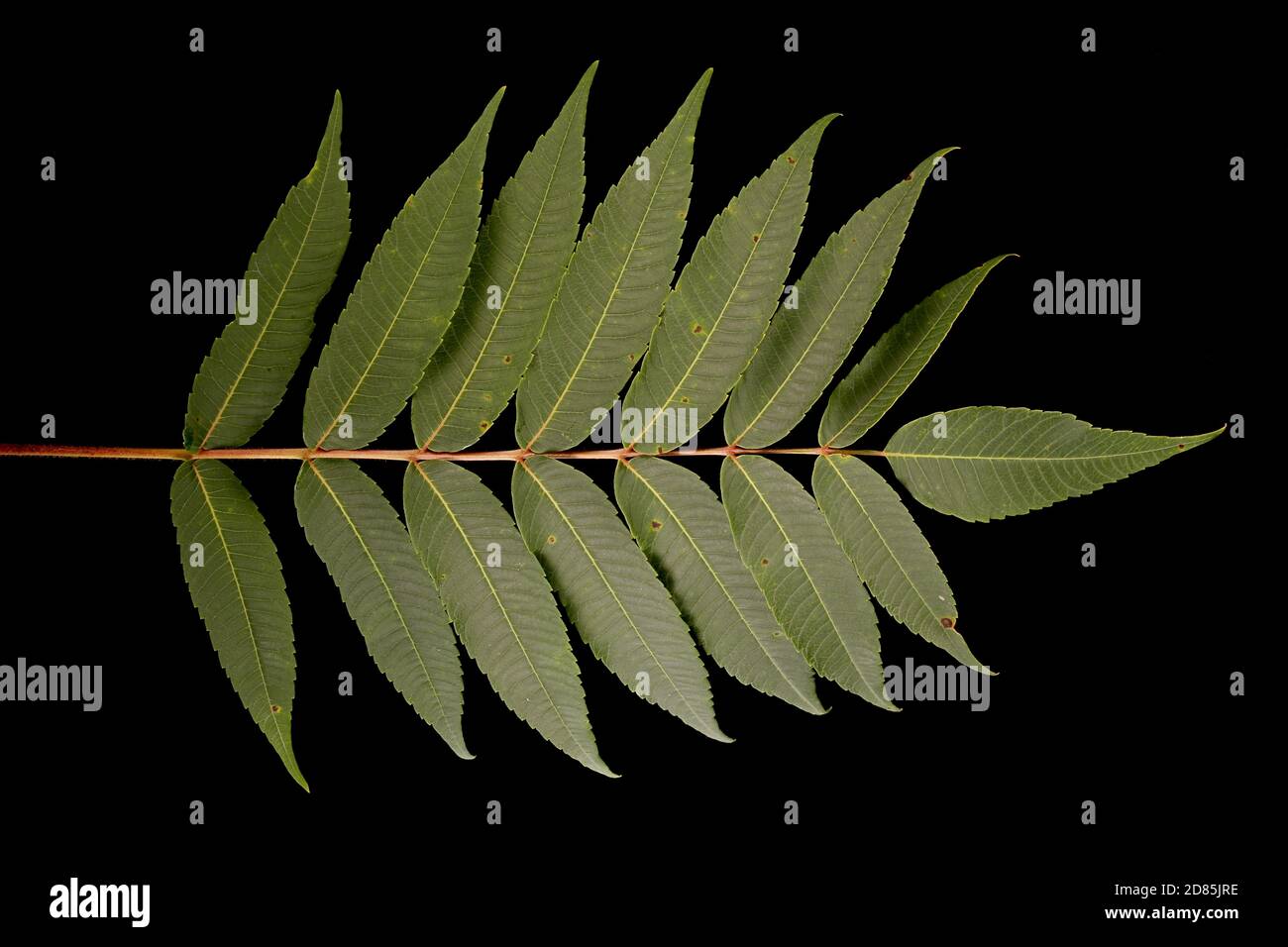 Staghorn Sumac (Rhus typhina). Leaf Closeup Stock Photo