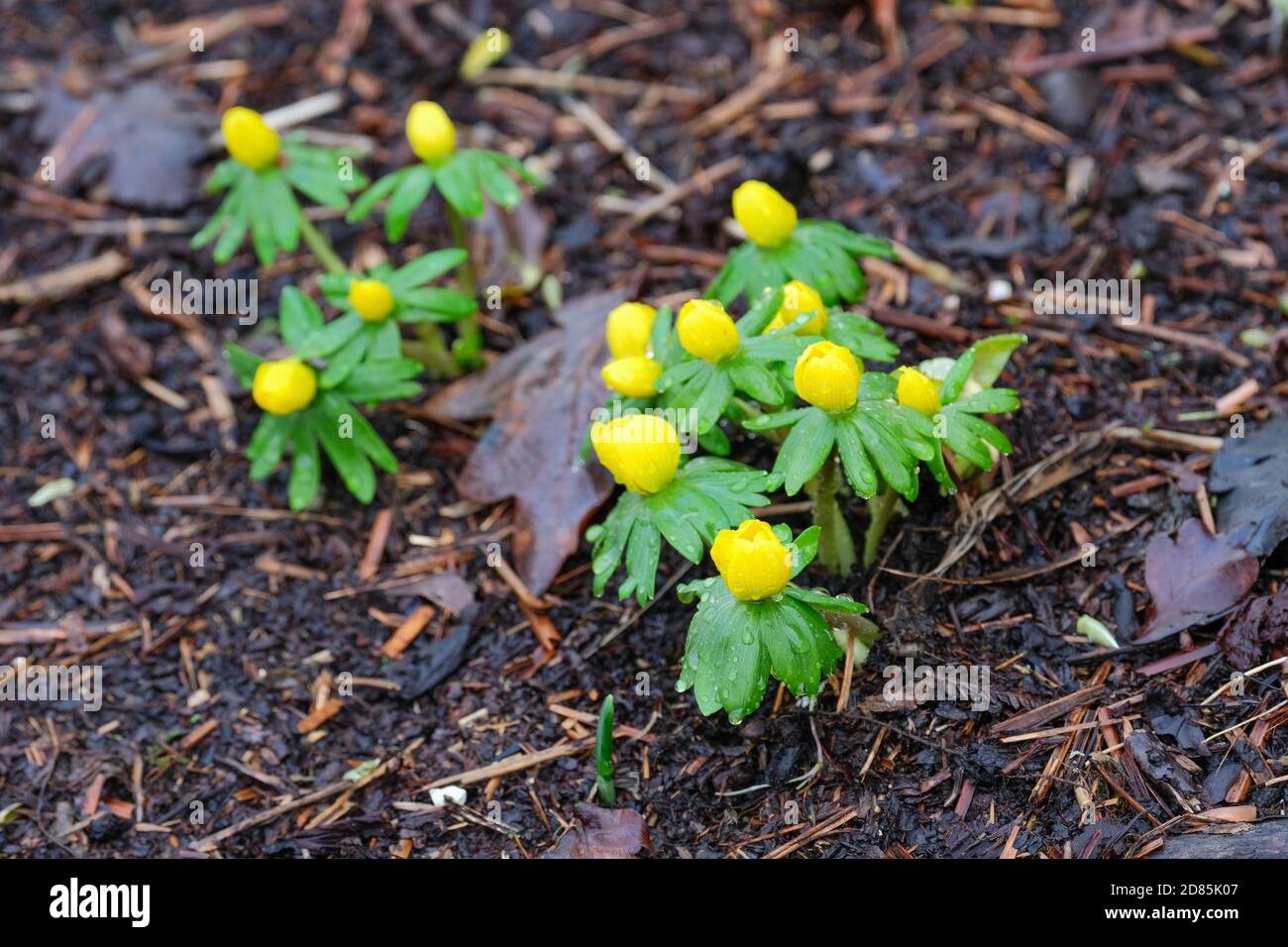 Winter Aconite. Eranthis hyemalis. Winter hellebore. Winter wolf's bane. Yellow flowers on plants growing in chopped bark mulch Stock Photo