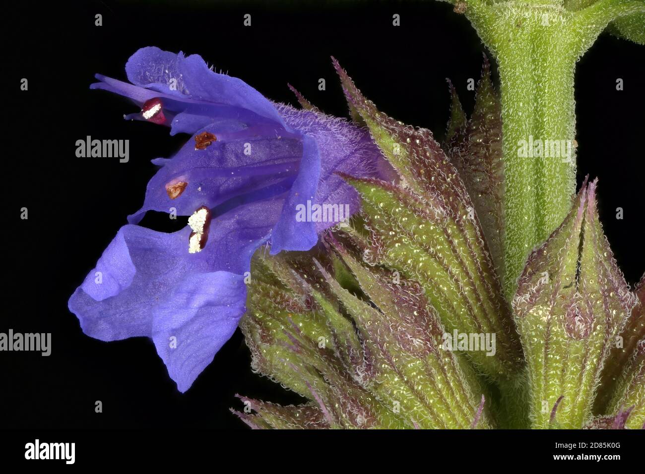 Hyssop (Hyssopus officinalis). Flower Closeup Stock Photo