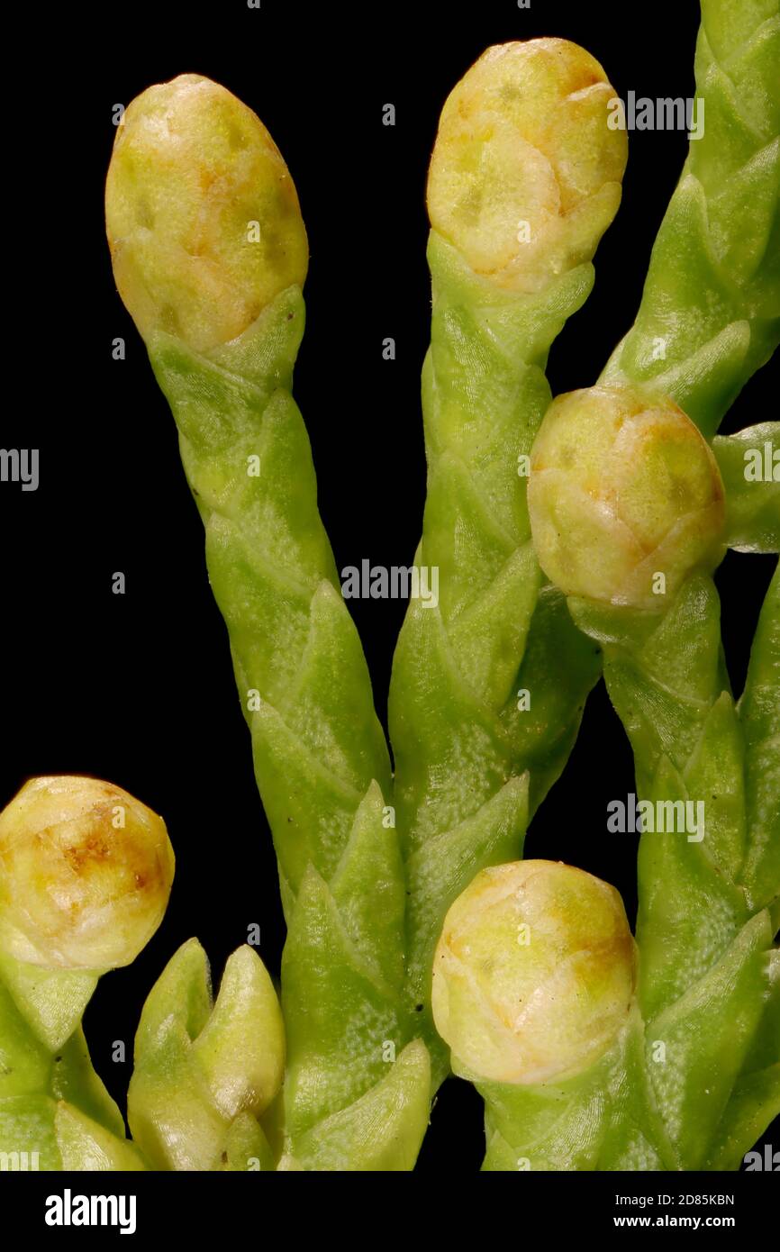 Savin Juniper (Juniperus sabina). Pollen Cones Closeup Stock Photo