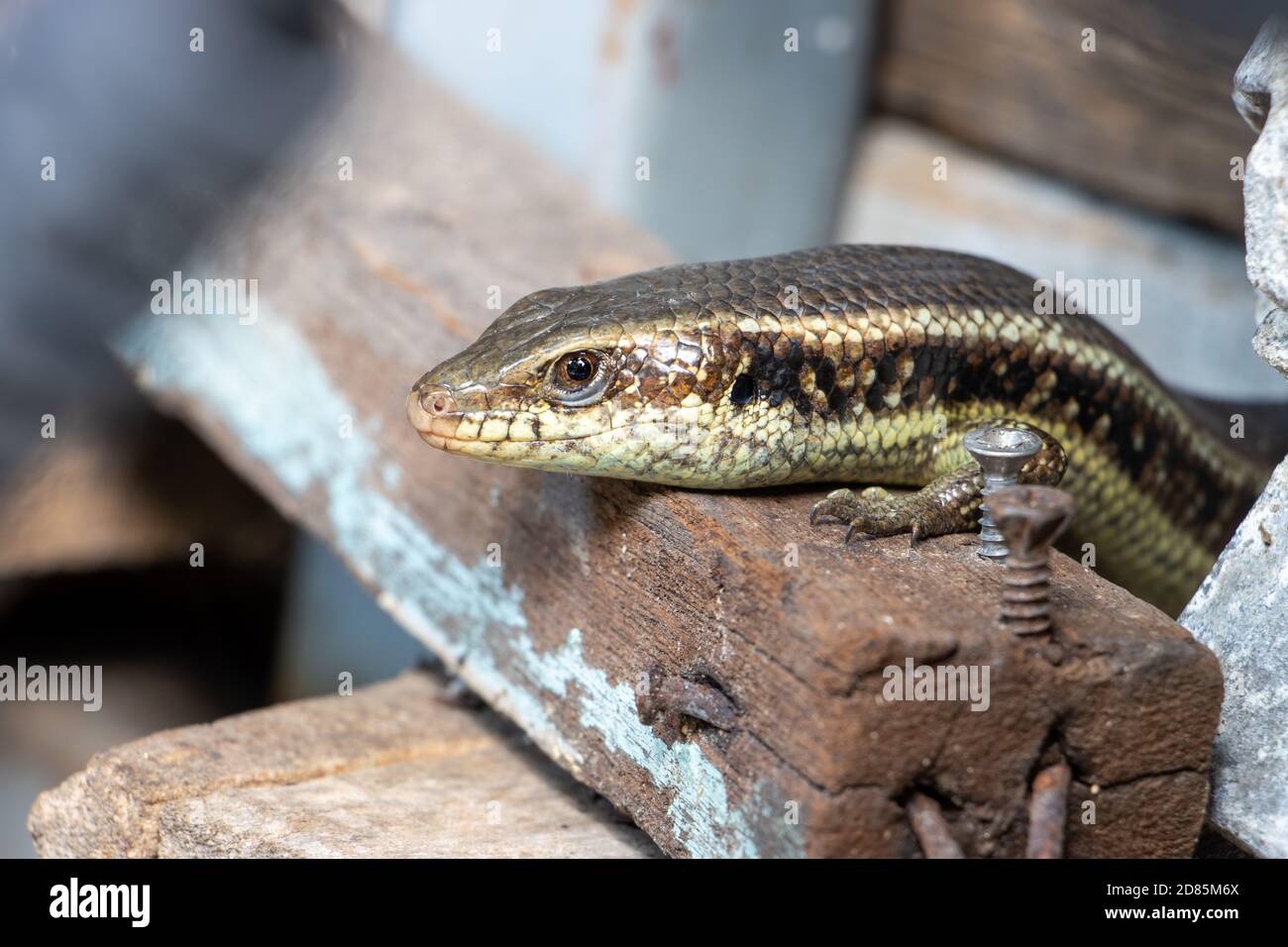 A small reptile live on the yard of the house between the old things and material, Thailand. Sun Skink, Scincidae, lives at the storage place. Stock Photo