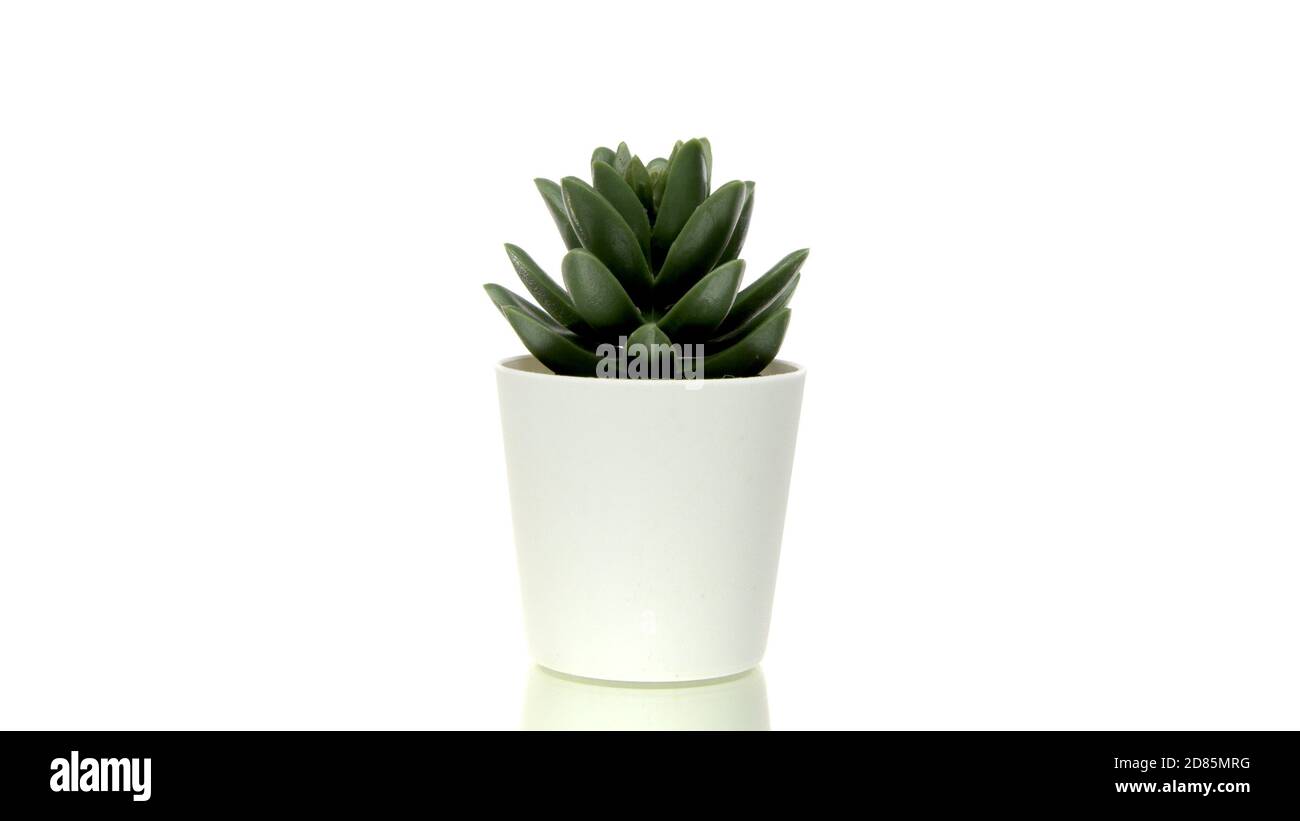 Green home plant in small pot rotating isolated on white background ...