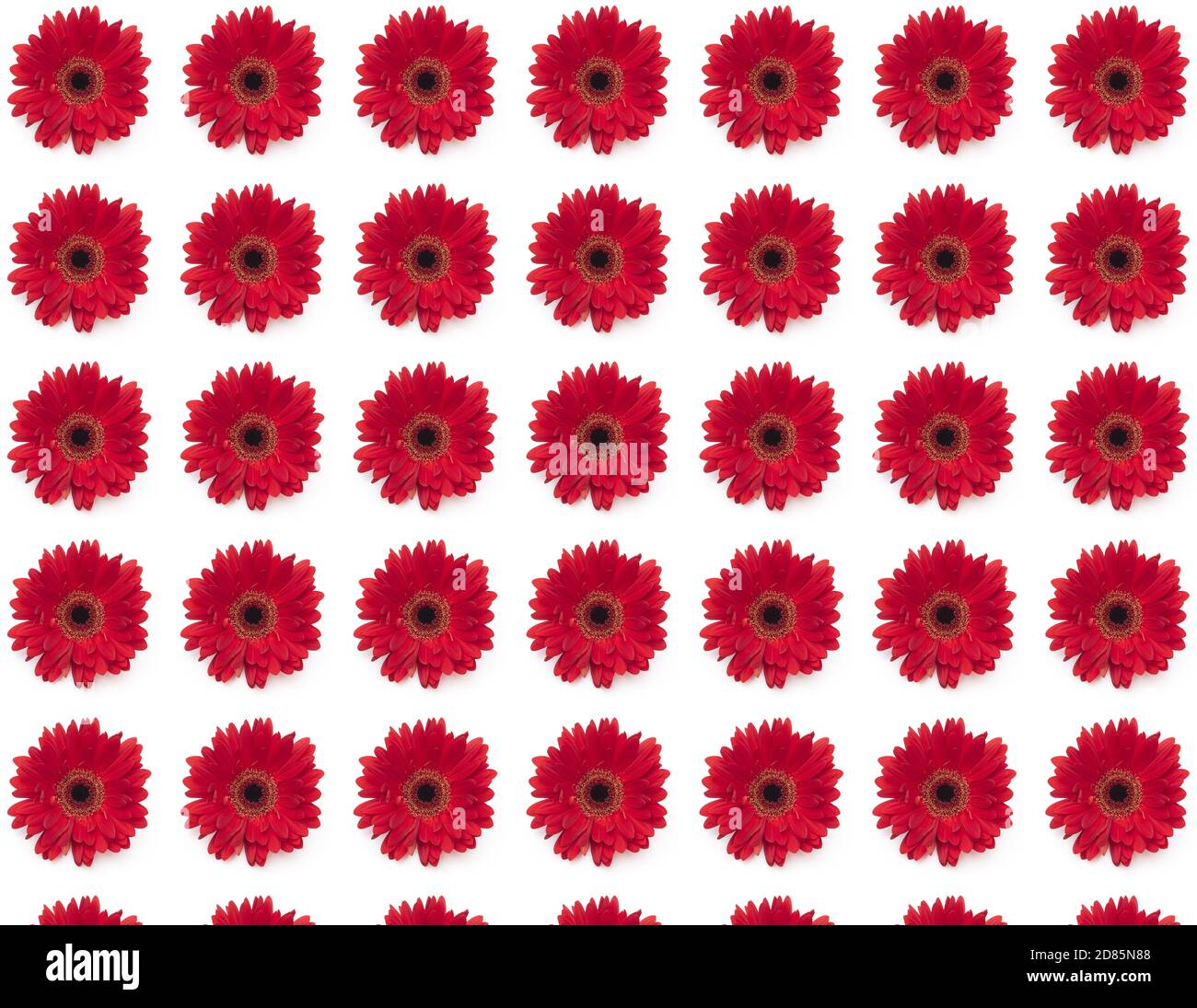 Flower seamless pattern isolated on white, seamless texture or background Stock Photo