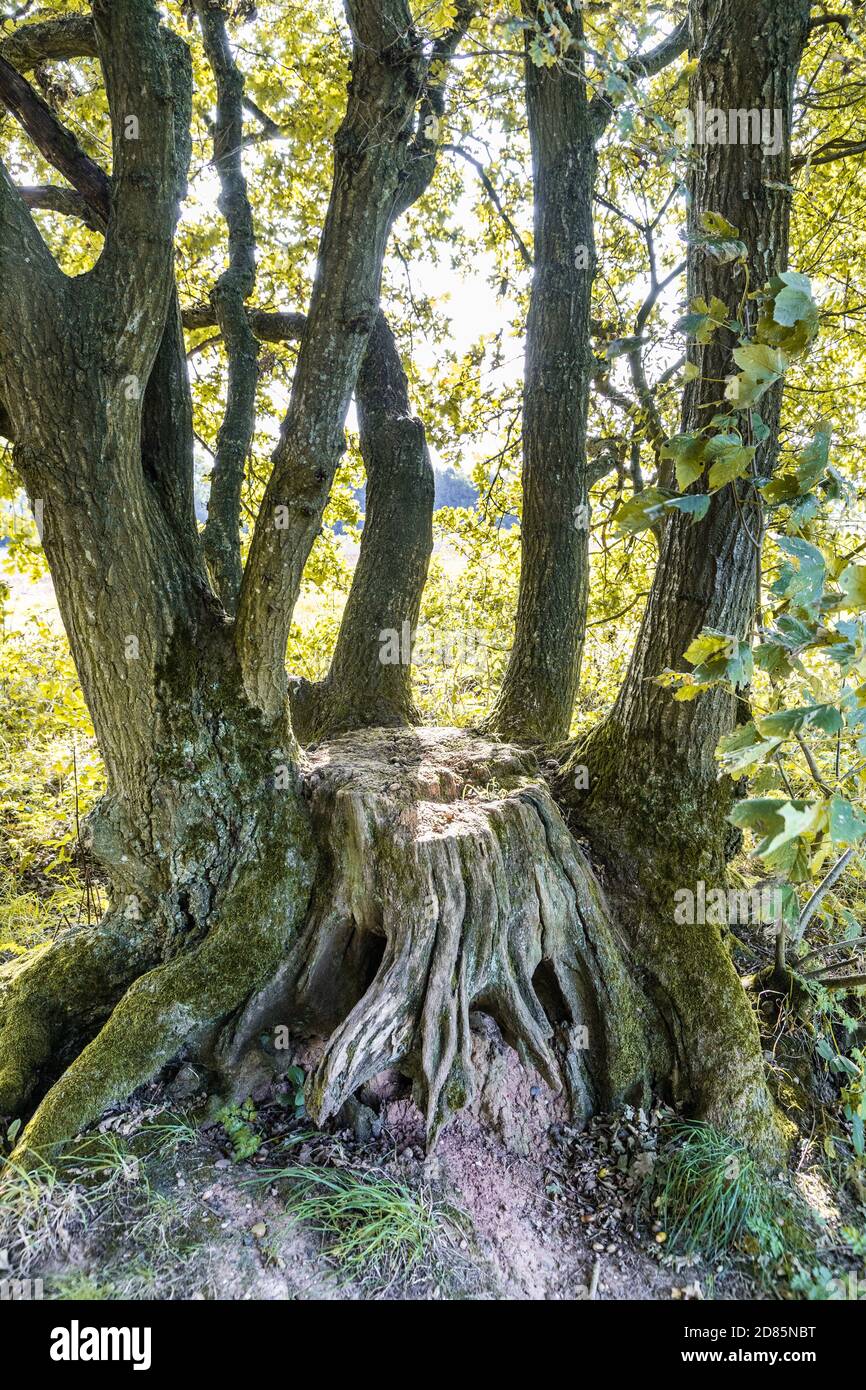 An old oak coppice stool at Demesne Wood near Bulley, Gloucestershire UK Stock Photo