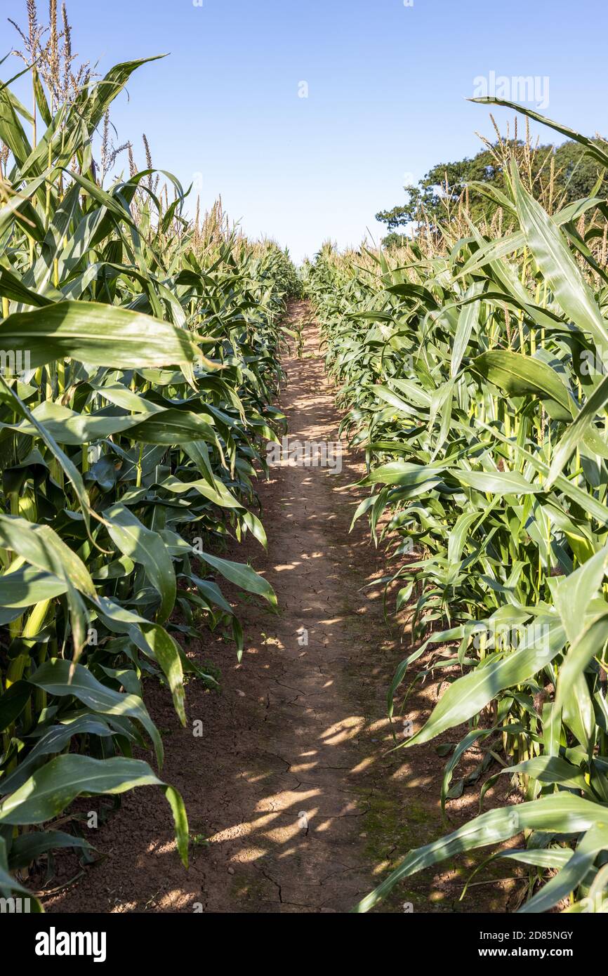 A public footpath reinstated through a crop of mature maize near the village of Bulley, Gloucestershire UK Stock Photo