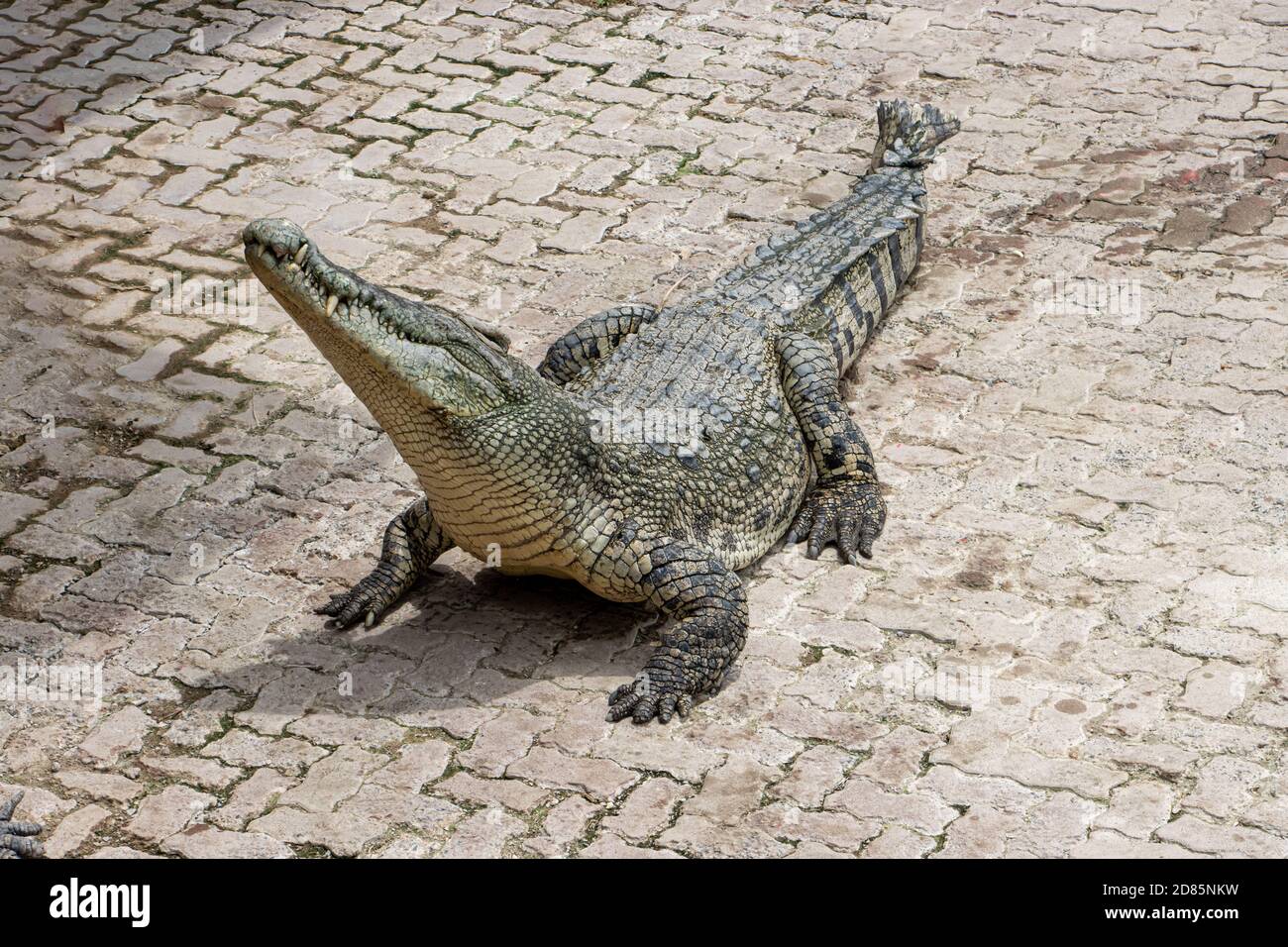 A crocodile stands on the pavement with its head held up. Stock Photo