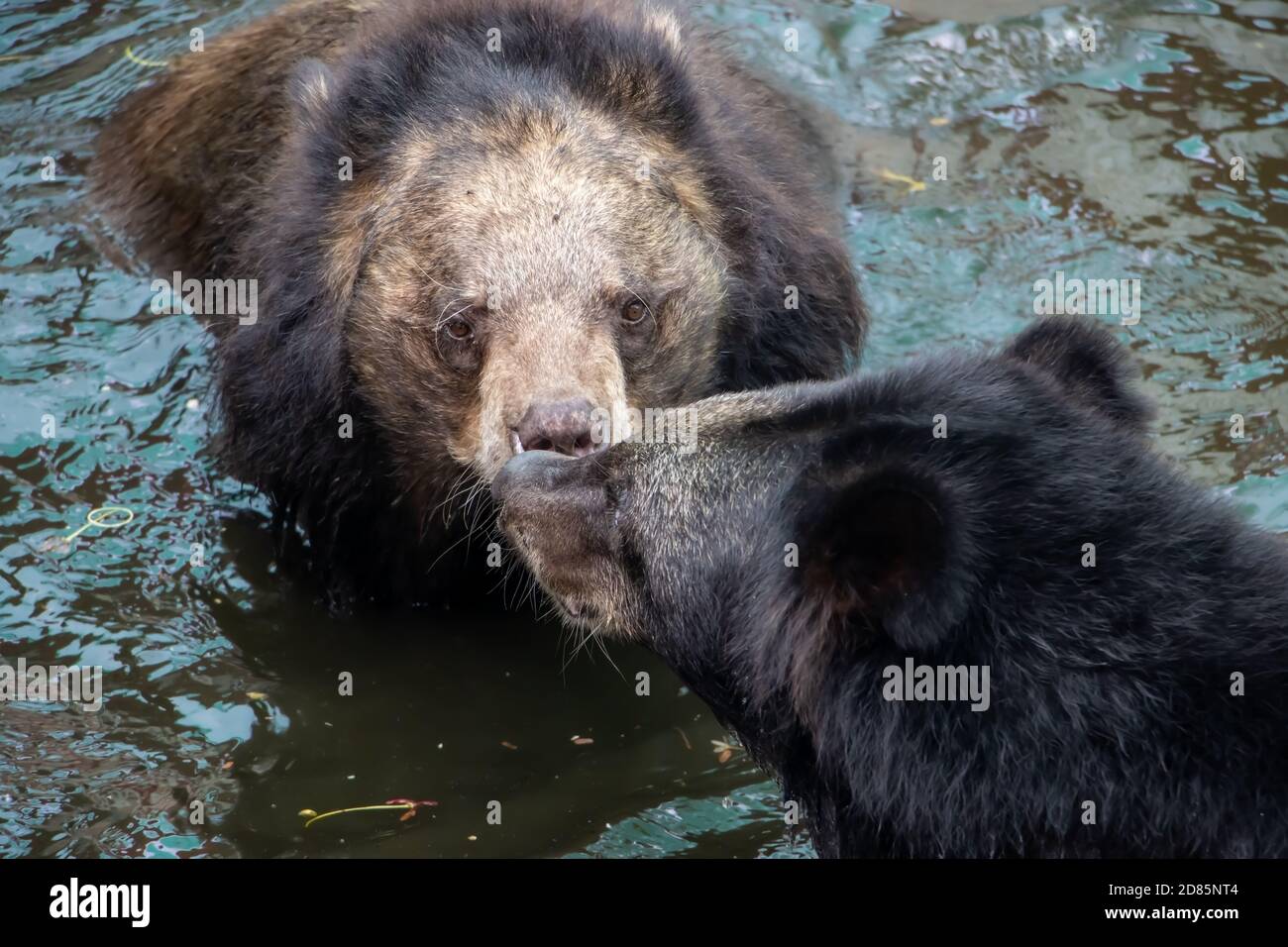 The pair of black bear - ursus thibetanus, in water. Stock Photo