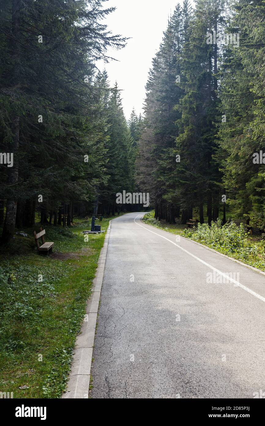 coniferous forest, pine trees landscape Stock Photo