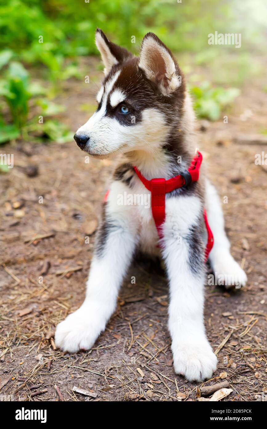 Cute small puppy of siberian Husky in a red dog leash is sitting on a dirt  road in the forest on a blurred green plant background, copy space Stock  Photo - Alamy