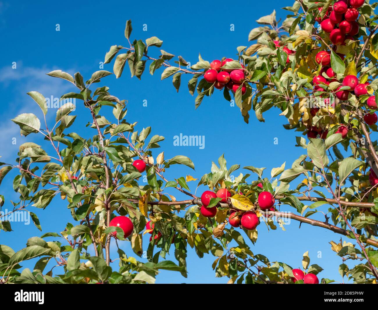 Malus sylvestris uk crab apple jelly hires stock photography and