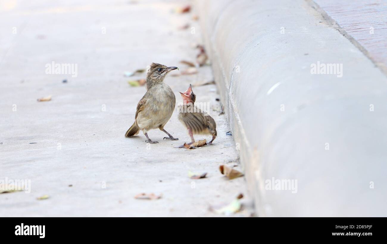 Parents feed a small blind baby bird on the street. Care about a newborn bird who fell out of a nest on a tree. Stock Photo