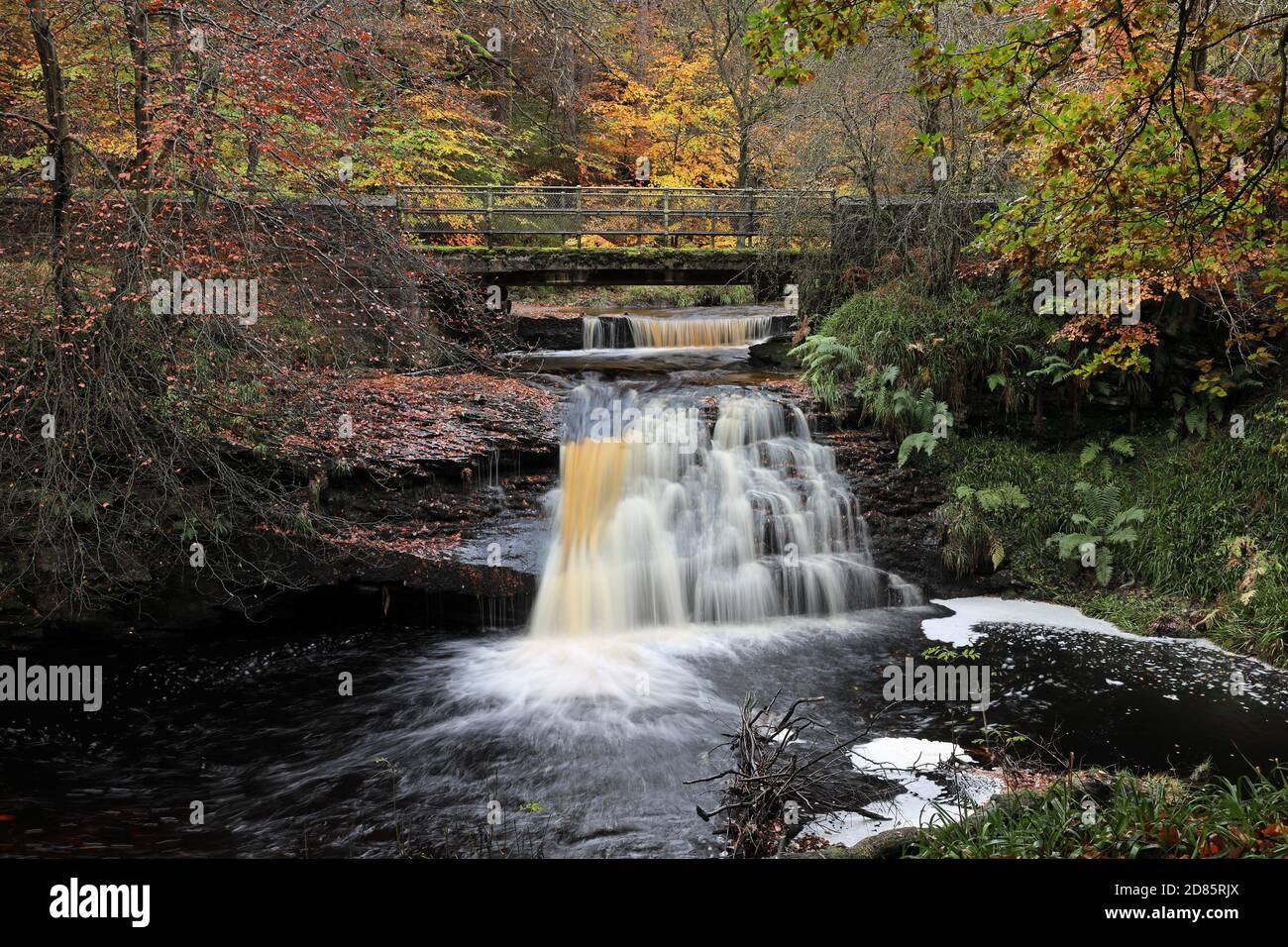 Blackling Hole Waterfall in Autumn, Hamsterley Forest, Teesdale, County Durham, UK Stock Photo